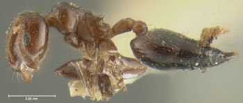 Media type: image;   Entomology 20802 Aspect: habitus lateral view
